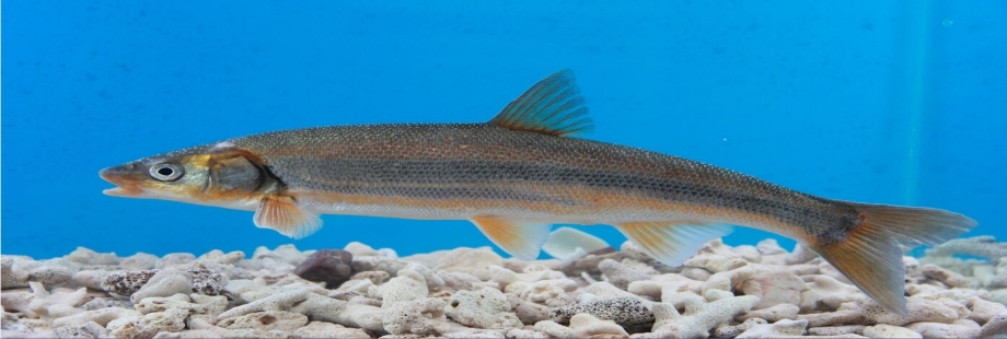 灘頭雅羅魚（Leuciscusbrandti）