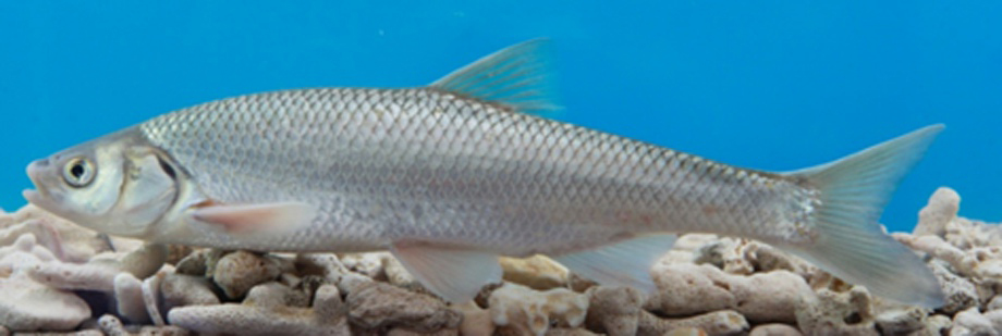 達里湖瓦氏雅羅魚